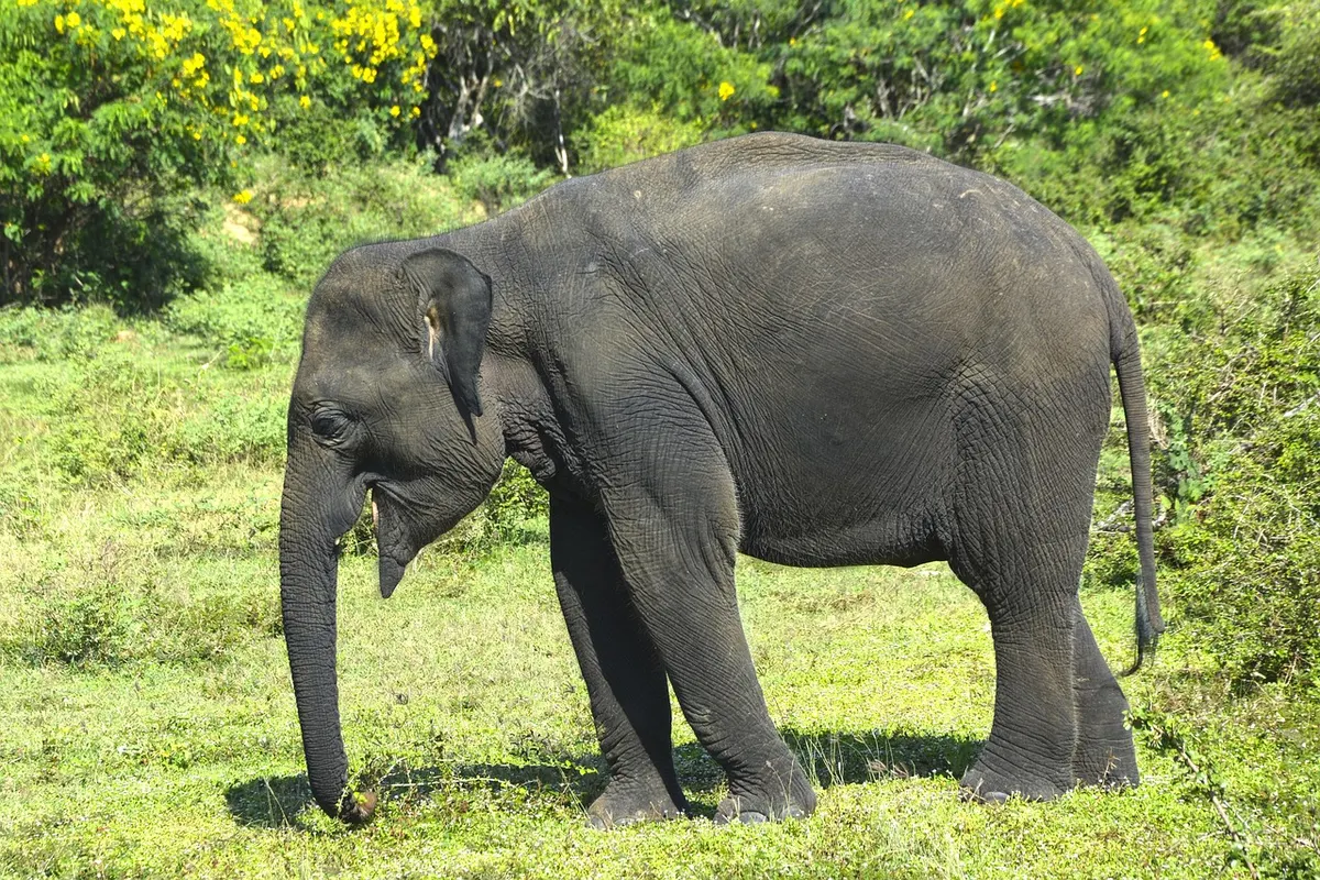 Ampara and Gal Oya: Boat Safaris and Swimming Elephants