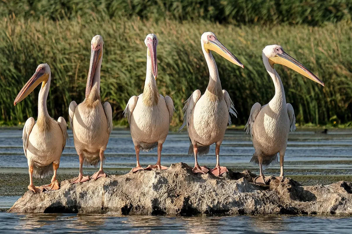 Anawilundawa: Ancient Tanks Turned Bird Haven