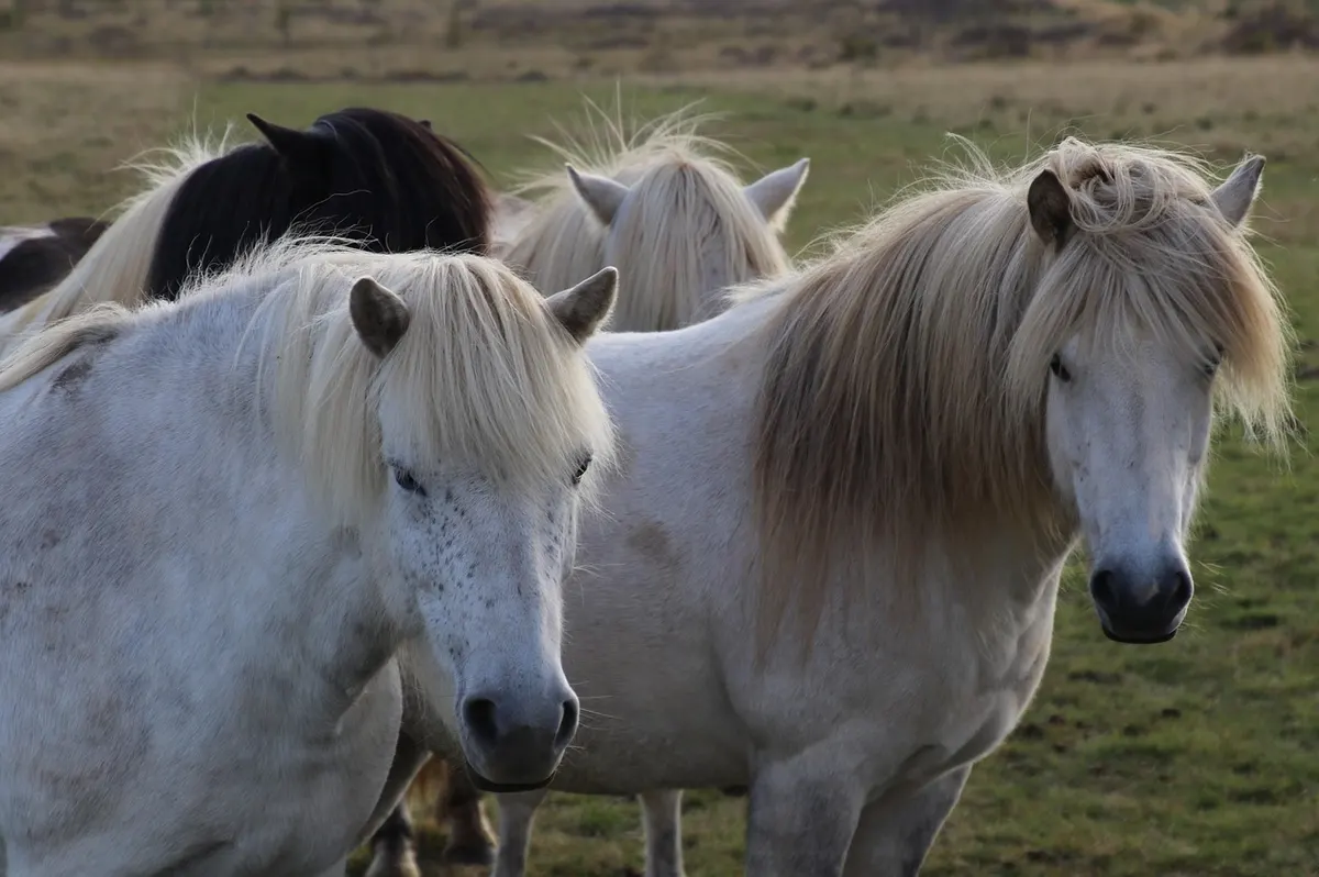 Delft Island: Wild Ponies and Coral Walls