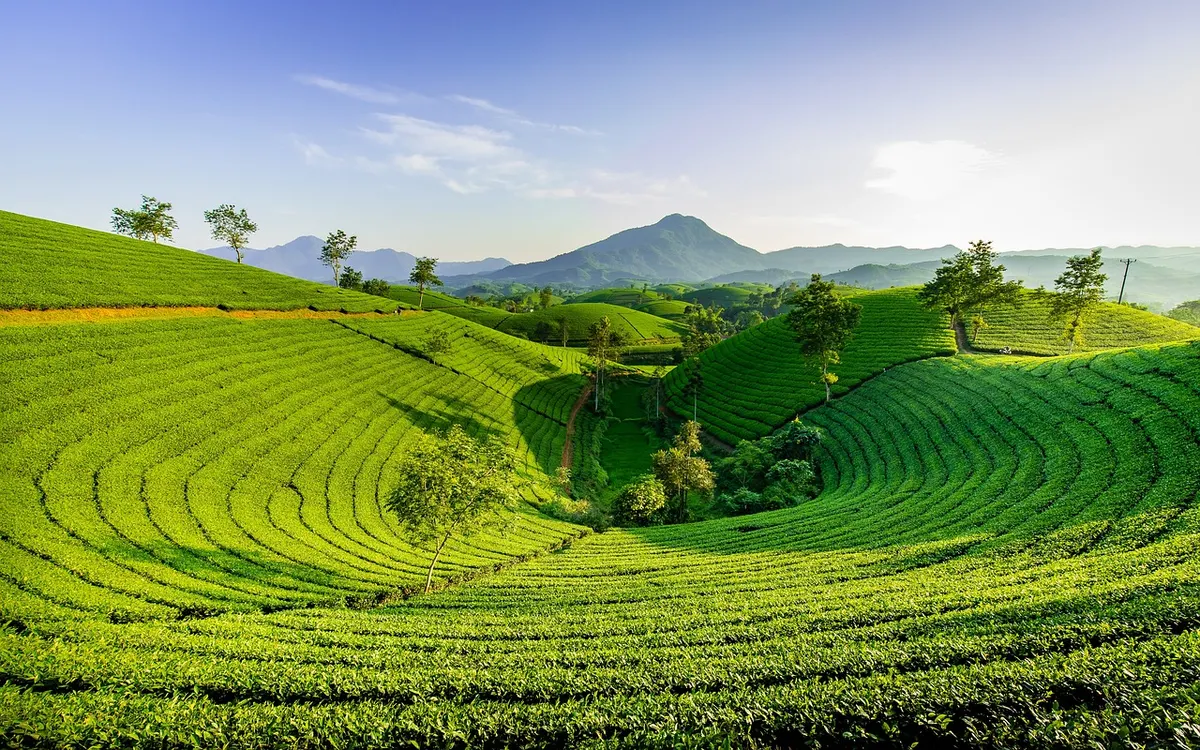 Ella Lifestyle: Slow Mornings in the Tea Hills