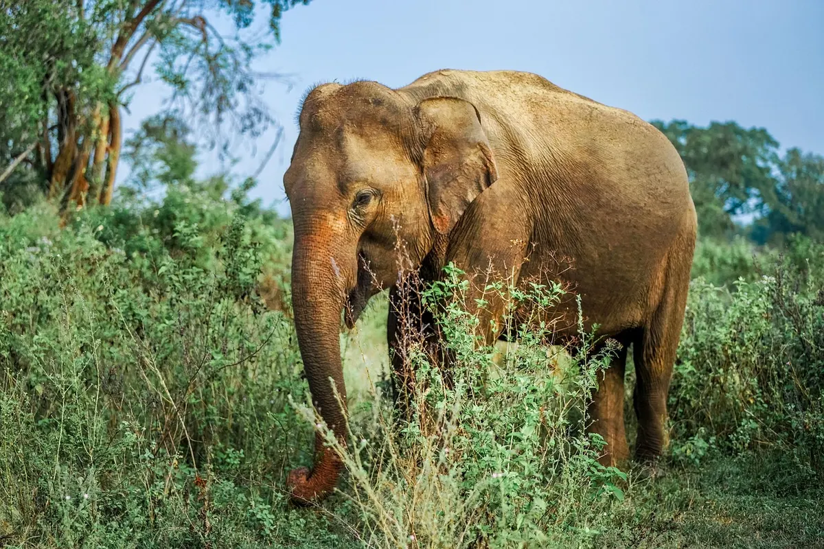Embilipitiya: The Handiest Base for Udawalawe Safaris