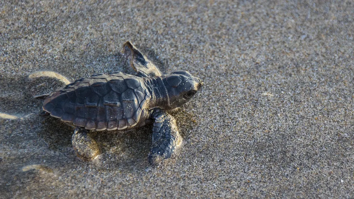 Kosgoda: Turtle Hatcheries on the West Coast