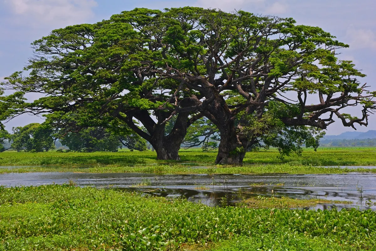 Mannar Island: Baobabs, Birds and a Historic Causeway