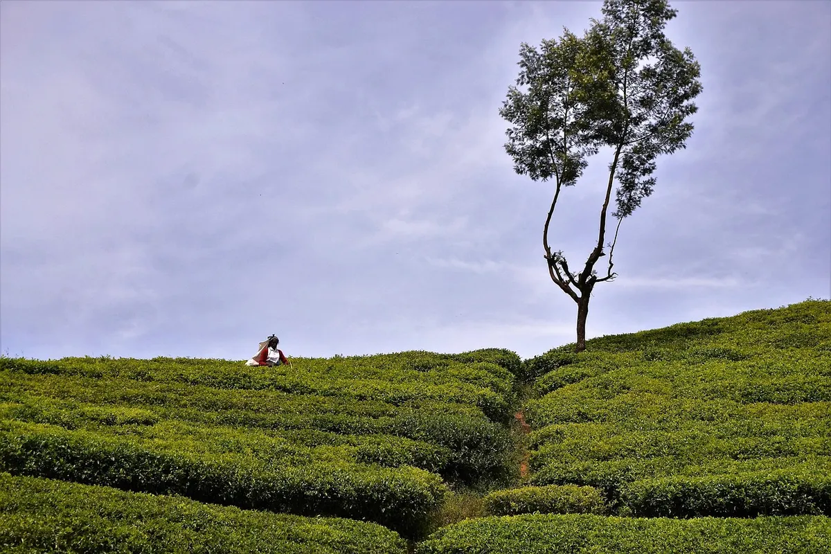 Nawalapitiya: A Tea-Country Railway Town