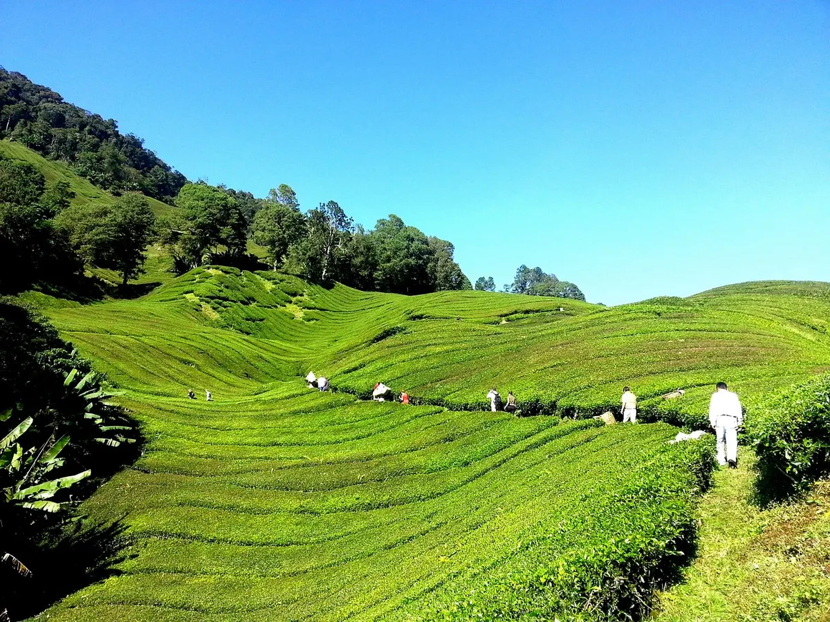 Nuwara Eliya Tea Culture: Estates, Factories and a Proper Cuppa