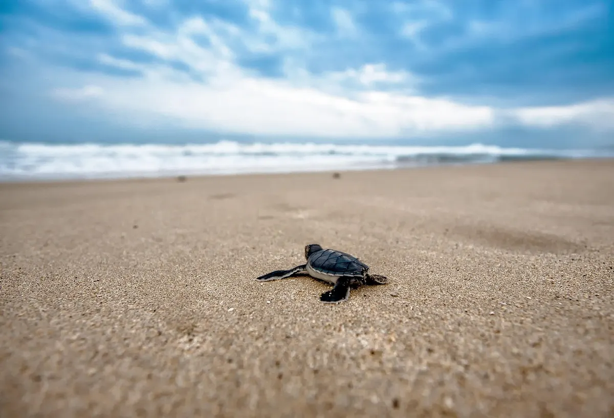 Rekawa: Watching Turtles Nest by Night