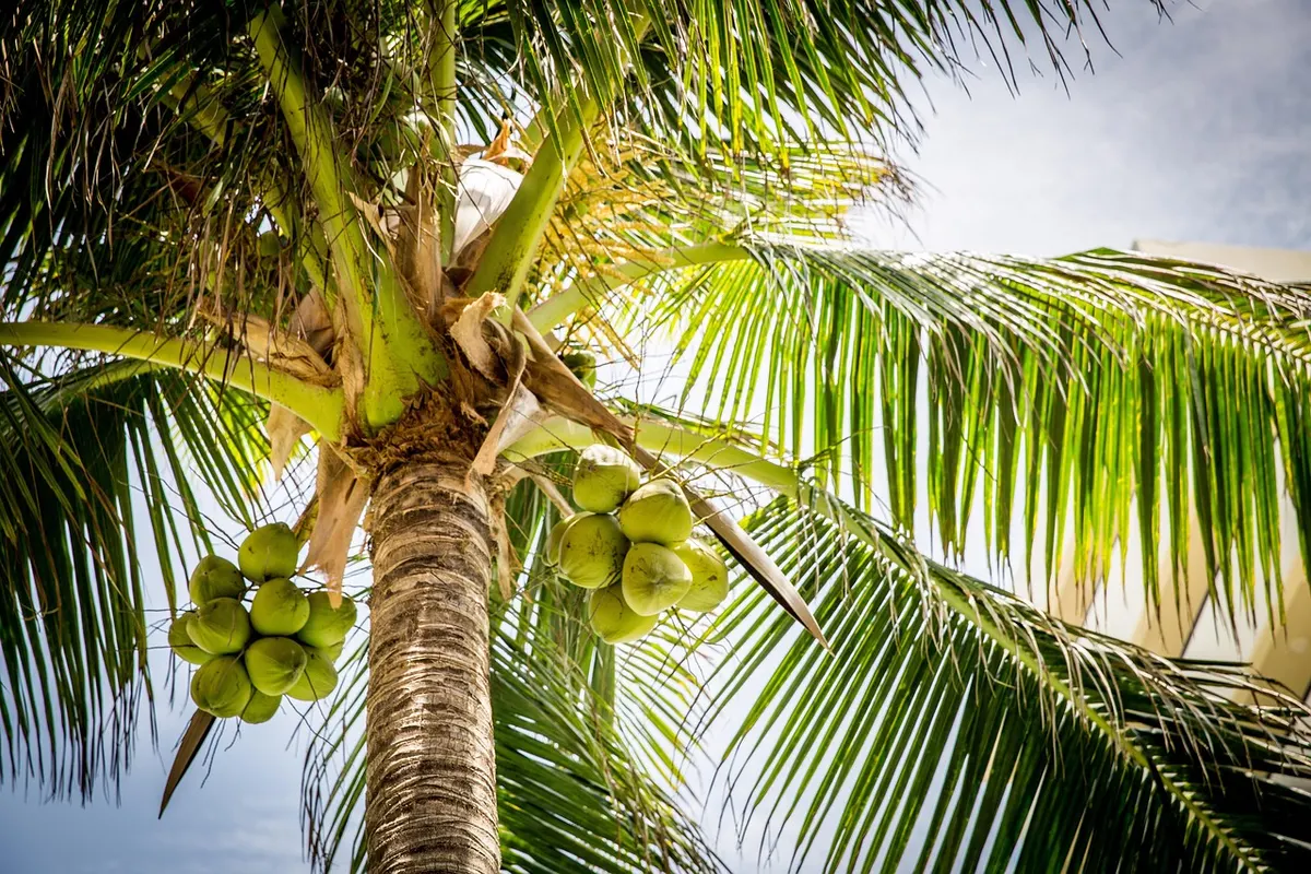 Arrack and Toddy: Sri Lanka's Coconut Spirits